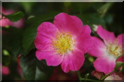 Rosier American Pillar