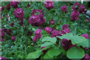 Rosier Bleu Magenta