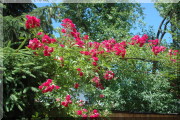 Rosier Crimson Rambler
