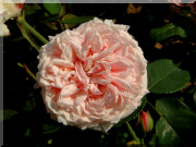 Rosier Gloire de Dijon