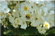Rosier Rambling Rector
