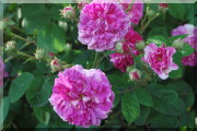 Rosier Russeliana