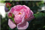 Rosier Constance Spry