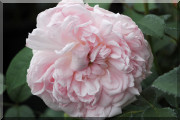 Rosier Eglantyne