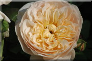 Rosier Jayne Austin