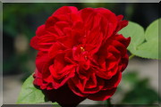 Rosier L. D. Braithwaite