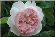 Rosier Sharifa Asma
