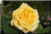 Rosier Yellow Charles Austin