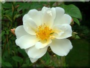 Rosier Lykkefund