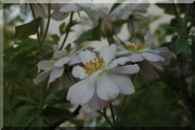 Rosier The Garland