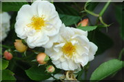 Rosier Goldfinch