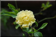 Rosier Banksiae Lutea