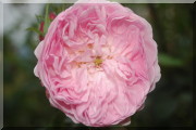 Rosier Major of Casterbridge