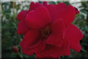 Rosier Etoile de Hollande, Clg