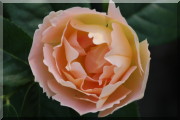 Rosier Coniston (Comtes de Champagne)