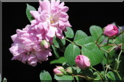 Rosier Debutante