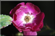Rosier Violette