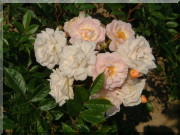 Rosier Ghislaine de Féligonde