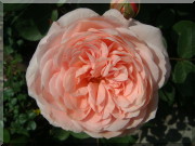 Rosier Leander