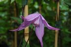 Clematis alpina 'Tage Lundell'