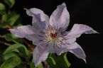 Clematis 'Myosotis'