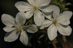 Clematis 'Baby Star'