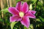 Clematis 'Red Pearl'